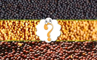 Using Mustard Seeds? Black, Brown, Or Yellow, Which One Is Best?