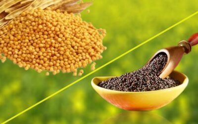 Difference Between Black And Yellow Mustard Seeds